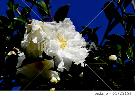 三鷹中原に咲く白いカンツバキの花 三鷹中原に咲く白いカンツバキの花 61725152