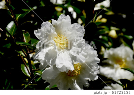 三鷹中原に咲く白いカンツバキの花 61725153