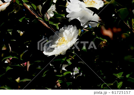 三鷹中原に咲く白いカンツバキの花 61725157