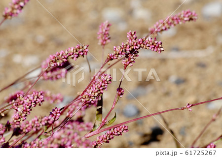 三鷹中原に咲く赤紫色のイヌタデ(赤まんま) 61725267