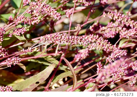 三鷹中原に咲く赤紫色のイヌタデ(赤まんま) 三鷹中原に咲く赤紫色のイヌタデ(赤まんま) 61725273