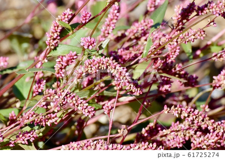 三鷹中原に咲く赤紫色のイヌタデ(赤まんま) 三鷹中原に咲く赤紫色のイヌタデ(赤まんま) 61725274