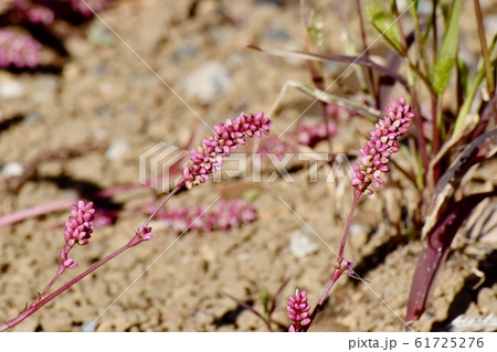 三鷹中原に咲く赤紫色のイヌタデ(赤まんま) 61725276