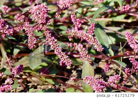 三鷹中原に咲く赤紫色のイヌタデ(赤まんま) 三鷹中原に咲く赤紫色のイヌタデ(赤まんま) 61725279