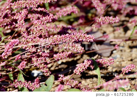 三鷹中原に咲く赤紫色のイヌタデ(赤まんま) 三鷹中原に咲く赤紫色のイヌタデ(赤まんま) 61725280