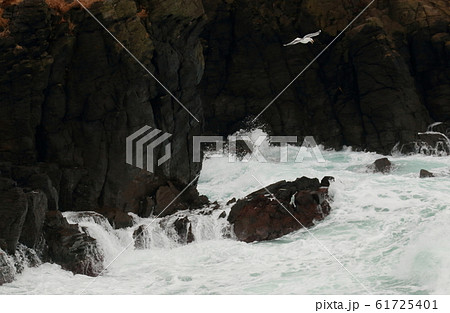 荒磯の風景 61725401