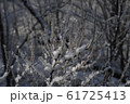 樹氷 61725413