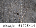 樹氷木とオオワシ 61725414
