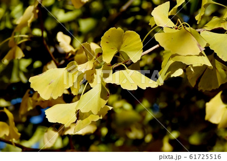 三鷹中原になる黄葉したイチョウの葉 三鷹中原になる黄葉したイチョウの葉 61725516