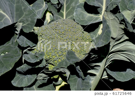 三鷹中原になるブロッコリー 61725646
