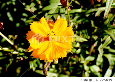 三鷹中原に咲くオレンジ色のキバナコスモス 61725649