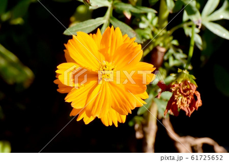 三鷹中原に咲くオレンジ色のキバナコスモス 61725652