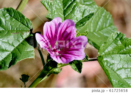 三鷹中原に咲く紫色のゼニアオイの花 三鷹中原に咲く紫色のゼニアオイの花 61725658