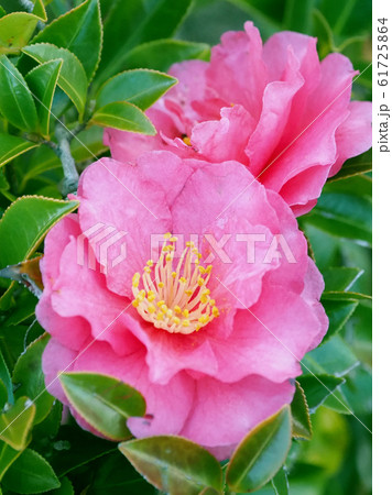 美しいサザンカ(山茶花)(自然質感) 美しいサザンカ(山茶花)(自然質感) 61725864