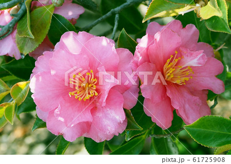 美しいサザンカ(山茶花)(自然質感) 美しいサザンカ(山茶花)(自然質感) 61725908