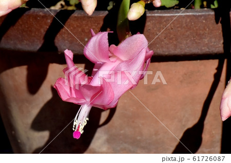 三鷹中原に咲くピンクのシャコバサボテンの花 三鷹中原に咲くピンクのシャコバサボテンの花 61726087