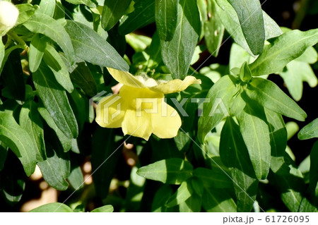 三鷹中原に咲く黄色いキンギョソウ 61726095