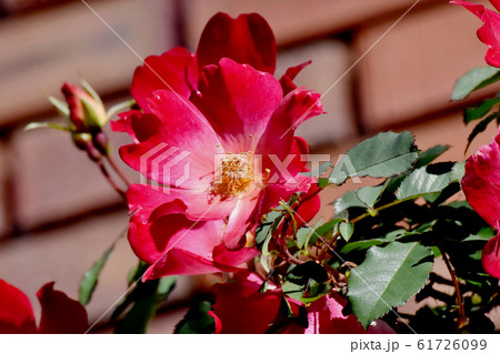 三鷹中原に咲く赤い一重のバラ(カクテル) 61726099