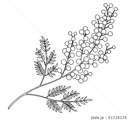 Mimosa Line Drawing Stock Illustration