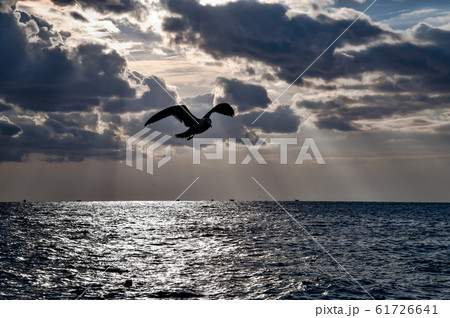 Seagull flying over the sea Seagull flying over the sea 61726641