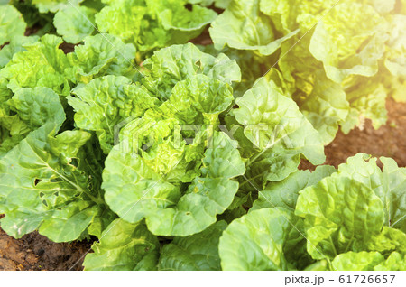 green lettuce plants on growth at field in summer green lettuce plants on growth at field in summer 61726657
