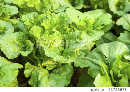 green lettuce plants on growth at field in summer green lettuce plants on growth at field in summer 61726678