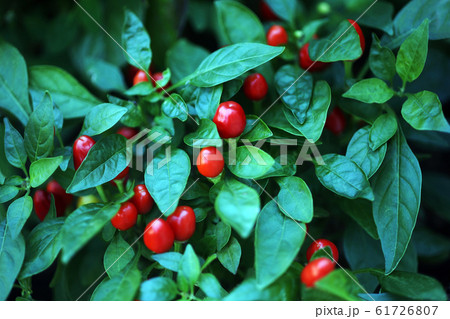 観賞用トウガラシ 赤い実 観賞用トウガラシ 赤い実 61726807