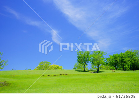 緑萌ゆ・奈良公園・飛び火野ー7 緑萌ゆ・奈良公園・飛び火野ー7 61726808