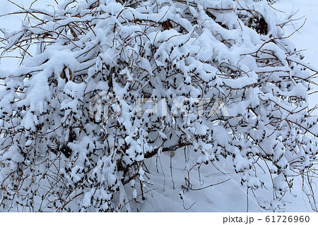 雪に埋まるタニウツギ 福島県只見町 雪に埋まるタニウツギ 福島県只見町 61726960