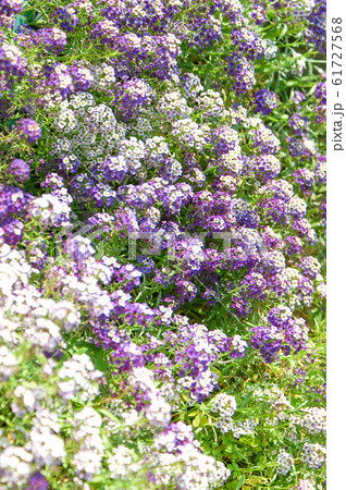 白と紫の花の群 61727568