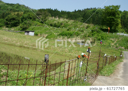 鳥取　四季の散歩　春　横尾棚田 61727765