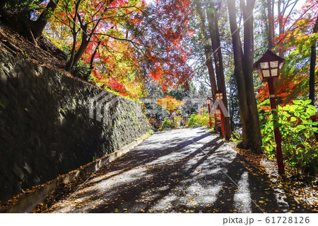 【山梨県】秋の新倉富士浅間神社 61728126