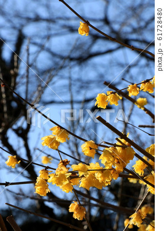 蝋梅の花 蝋梅の花 61728480