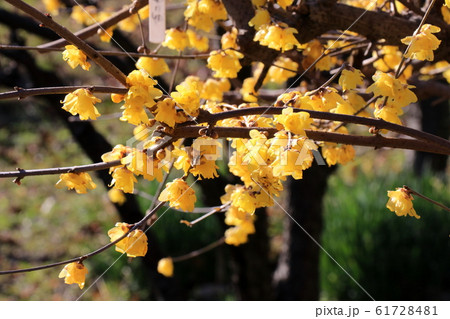 ロウバイの花 ロウバイの花 61728481