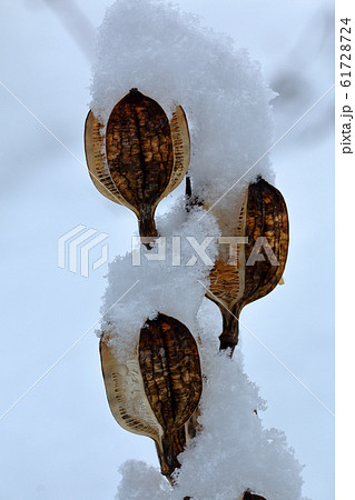 雪が積もったオオウバユリの実の殻 福島県只見町 雪が積もったオオウバユリの実の殻 福島県只見町 61728724