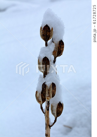 雪が積もったオオシラビソの実の殻 福島県只見町 雪が積もったオオシラビソの実の殻 福島県只見町 61728725