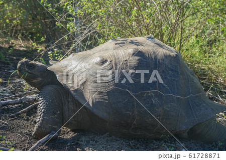 ガラパゴスゾウガメ 61728871