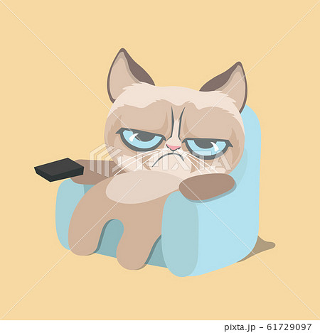 Cute grumpy cat watching home video. . Cute grumpy cat watching home video. . 61729097