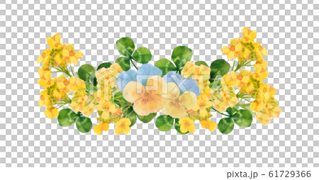 菜の花とパンジー 61729366