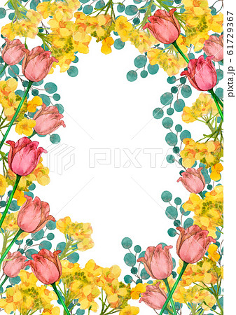 菜の花とチューリップ水彩画 61729367
