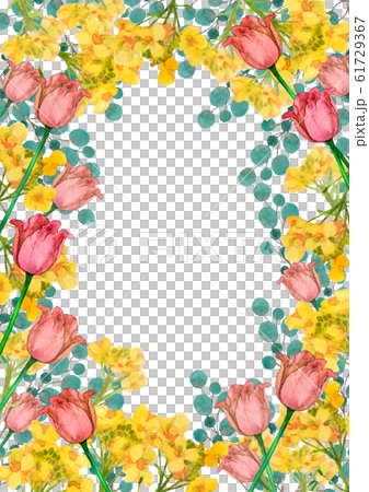Rape blossoms and tulips watercolor 61729367