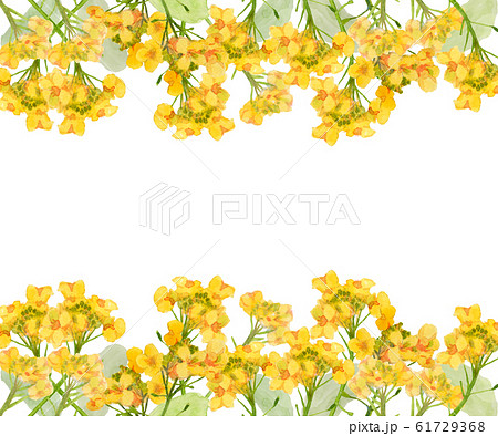 菜の花フレーム 61729368