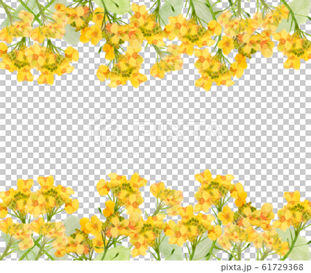 菜の花フレーム 61729368