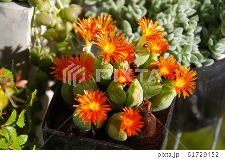 多肉植物 コノフィツム の花の写真素材