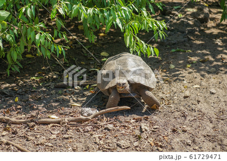 ガラパゴスゾウガメの子供 61729471