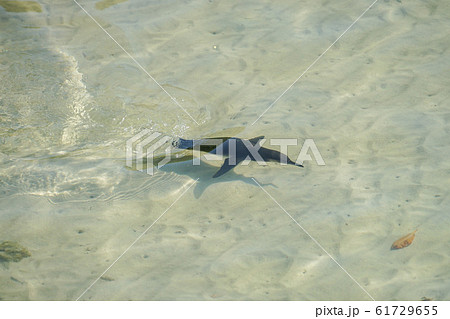 ガラパゴスペンギン 61729655