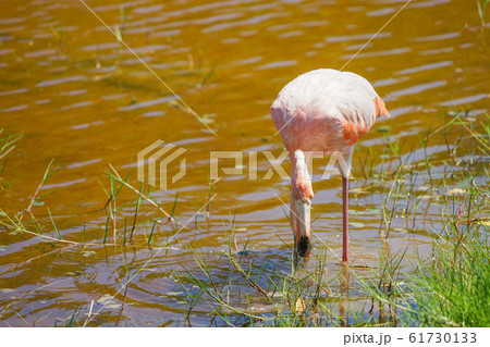 ベニイロフラミンゴ 61730133