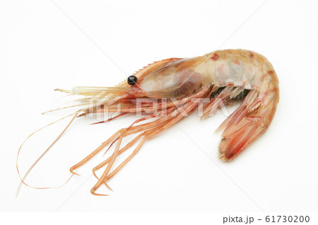 ボタンエビ 61730200