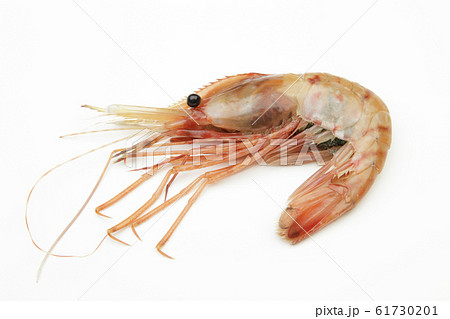 ボタンエビ ボタンエビ 61730201