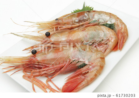 ボタンエビ 61730203